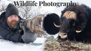 Wildlife photography  Musk Oxen part 2 [upl. by Lewej]