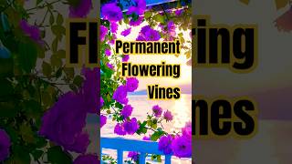 हमेशा फूल देने वाली बेल Permanent flowering vines  Beautiful flowers vines [upl. by Ecerahc]