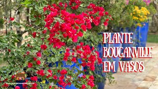 O show das primaveras ou bougainvilles em vaso [upl. by Kataway]