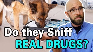 Are Drug Sniffing Dogs Trained By Sniffing Drugs [upl. by Euqinwahs292]