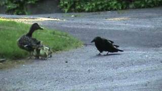 Mama Duck Fights Crows Attacking Baby Ducklings [upl. by Hume]