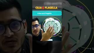 Cilia amp flagella explained 💯🔥♥️pwshorts physicswallah vipin neetviralshorts Masrat561 [upl. by Levison]