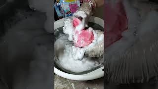 ASMR SPONGE SQUEEZING  ASMR MIX DETERGENT  ASMR RELAXING SOUNDS [upl. by Kired729]