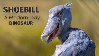 Shoebill Stork A Rare and Endangered Bird  Living Dinosaur  Facts amp Info [upl. by Ettezzil]