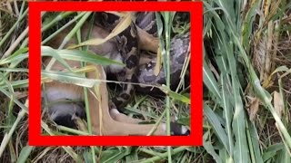 Azgar Snake Attacks Nilgai  Caught on Camera [upl. by Anirbac]