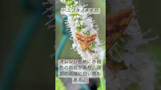 ベニフキノメイガ 昆虫 蛾 ツトガ科 害虫 Pyraustapanopealis [upl. by Ahsad]