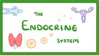 GCSE Biology  Endocrine System amp Hormones 59 [upl. by Dav132]