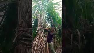 ये है दमदार गन्ना वैरायटी sugarcane farming [upl. by Rednirah622]