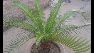 Cycas Palm full care in Hindi  Sago Palms or Cycas Revoluta  detailed full information [upl. by Moishe]