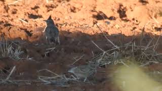 Galerida cristata  crested lark  cogujada común [upl. by Ainocal]