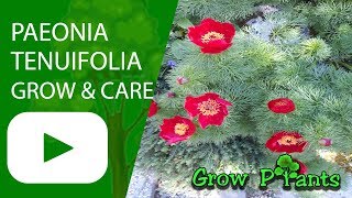 Paeonia tenuifolia [upl. by Suhpoelc]