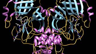 COVID19SARSCoV2 Main Protease [upl. by Kcirtap170]