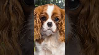 Puppy Cavalier King Charles Spaniel Growing Up [upl. by Philipson638]