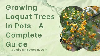 Growing Loquat Trees In Pots – A Complete Guide [upl. by Aneret]