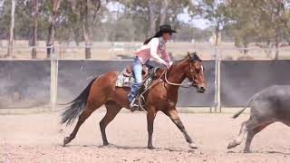 Dalby Stockhorse Sale 24 Belah Duck And Hustle Lot 261 [upl. by Estelle]