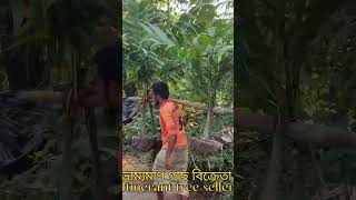 Itinerant tree seller ভ্রাম্যমাণ গাছ বিক্রেতা [upl. by Octavie]