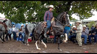 CABALLOS BAILADORES EN LA CABALGATA SURUTATO 2021 [upl. by Novaat651]