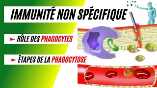 La phagocytose comment les phagocytes détruisent les bactéries [upl. by Lemon874]