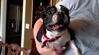 Screaming Boston Terrier [upl. by Mosora684]