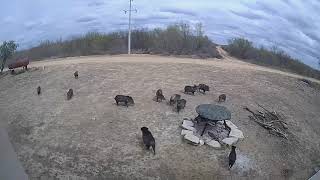 Peccary javelina fight [upl. by Manchester]