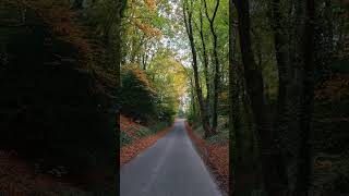 Forest road autumncolors dorset [upl. by Alegnave]