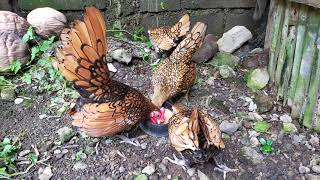 Golden Sebright Bantam Breeding Time  Fancy Chicken [upl. by Viccora793]