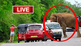 🔴 LIVE quotFierce Elephants Roam Everywhere on the Road Shocking Wildlife Encountersquot [upl. by Mayer299]