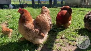 Bantam Cochins enjoying the sunshine ☀️ [upl. by Pearman87]