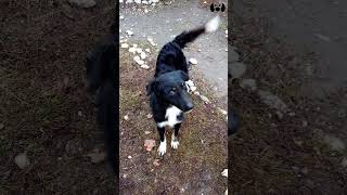 Dog Sound Noises for Dogs dogsounds dogsound videoviral [upl. by Bryana704]