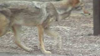 Roadrunner and Coyote at Big Bend Park [upl. by Aidnic]