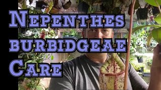 HIGHLAND NEPENTHES CARE  My Care and culture tips for Nepenthes burbidgeae [upl. by Oetam316]