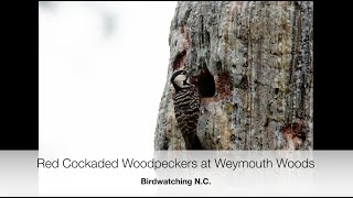 Red Cockaded Woodpeckers at Weymouth Woods in Pinehurst North Carolina [upl. by Kwon]