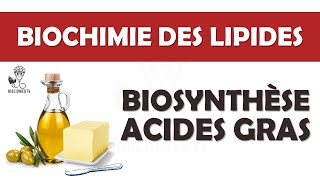 Biochimie des Lipides  Biosynthèse des acides gras [upl. by Ennahtur202]