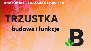 TRZUSTKA budowa i funkcje trzustki  ANATOMIA i FIZJOLOGIA człowieka  KOREPETYCJE z BIOLOGII  253 [upl. by Rednal]