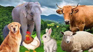 Farm Animal Sounds  Cow Sheep Cat Dog Chicken  Animal Moments [upl. by Ahsercal]