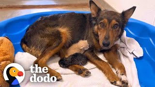 Mama Dog Who Lost Her Puppies Was Heartbroken Until She Got Kittens  The Dodo [upl. by Adyahs]