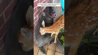 My dog bought a baby deer home and then deer babydeer short [upl. by Reahard367]