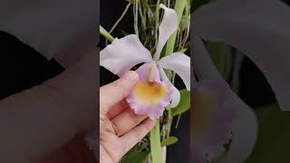 Cattleya trianaei var Albescens orchid anggrek nature [upl. by Alejna]