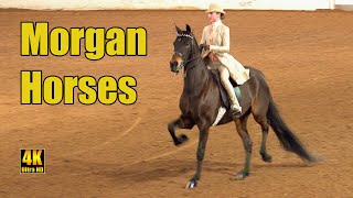 Morgan Horse Saddleseat Equitation  Carousel Charity Horse Show [upl. by Nwahsel]