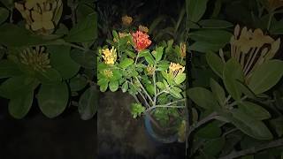 Ixora two colored flowers in one plant flowers garden plants videos shorts terracegarden [upl. by Thackeray]