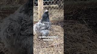 Funny My Tiny Silkie Chicken Sounds Like a Loud Squeaky Toy 🤣Sound On silkiechicken silkie [upl. by Yee]