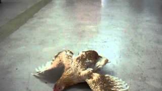 Mareks disease paralysis of freerange brown chicken [upl. by Arej172]