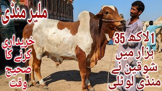 Malir Mandi Karachi Cattle Rates Update 21May2024  Cow Mandi 2024  Bakra Eid Season 2024 [upl. by Arikal]