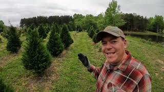 Corrective Pruning in Leyland Cypress Christmas Trees [upl. by Uziel]