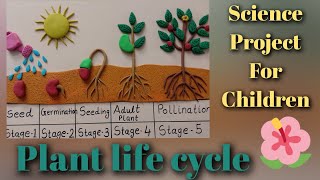 Plant life cycle  plant life cycle project [upl. by Reggis]