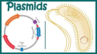 Plasmids  Cloning vectors Plasmids  Why do we use plasmids in RDT  features of a plasmid [upl. by Ahseeyt]