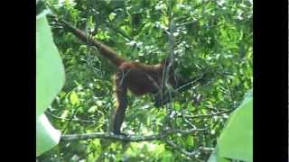 singe araignée Costa Rica 2005 [upl. by Ellierim]