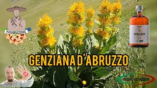 La Genziana dAbruzzo Il liquore identitario abruzzese con una importante quotlimitazionequot ‼️ [upl. by Bertina152]