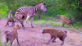 HYENAS EAT ZEBRA ALIVE WHILE IT TRIES TO ESCAPE [upl. by Ailic]