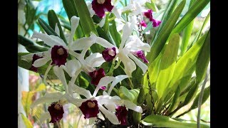 Cattleya Purpurata ll Катлеи [upl. by Huberman623]